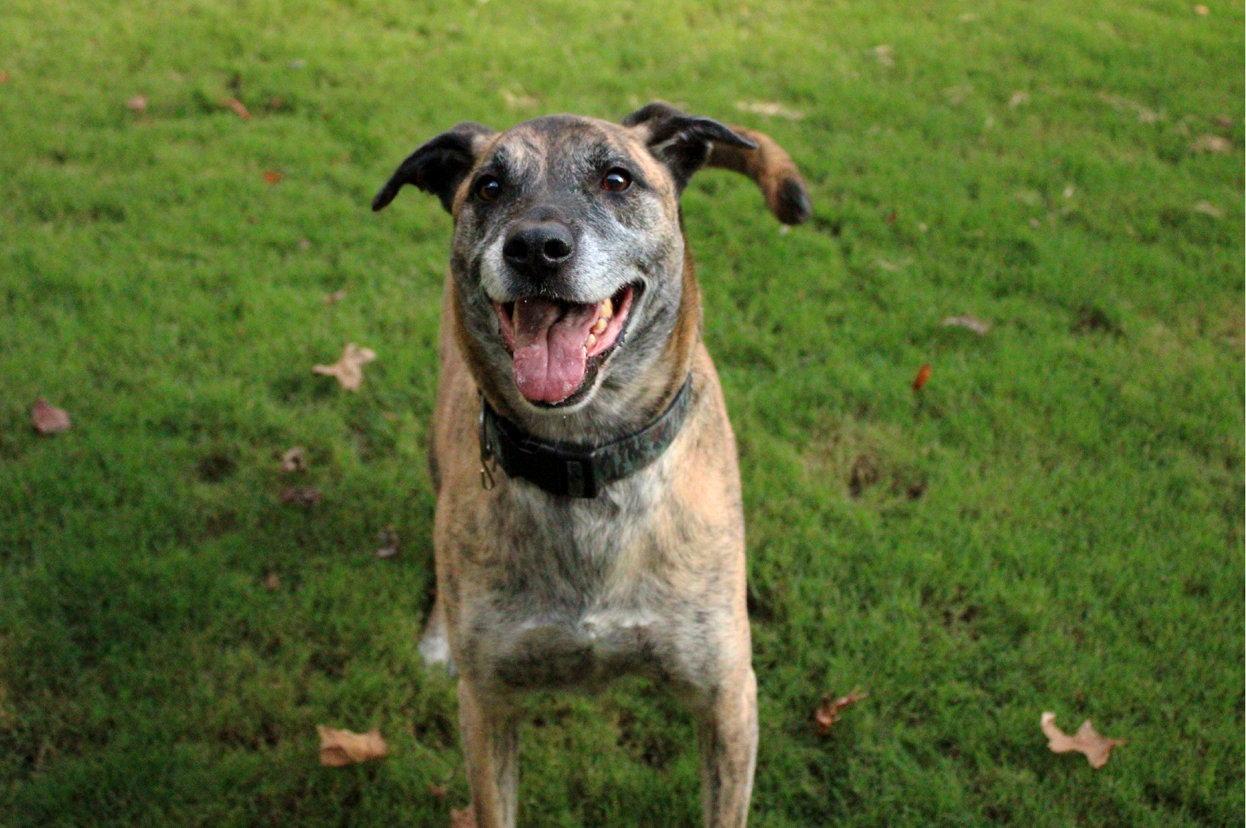 dog