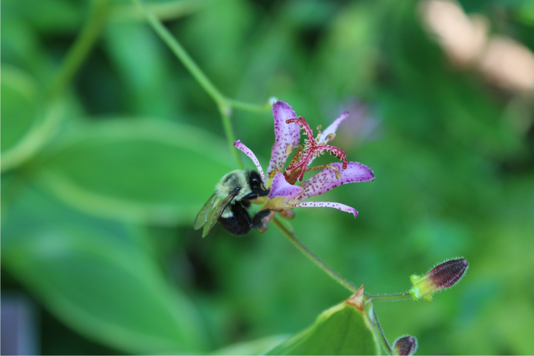 bee